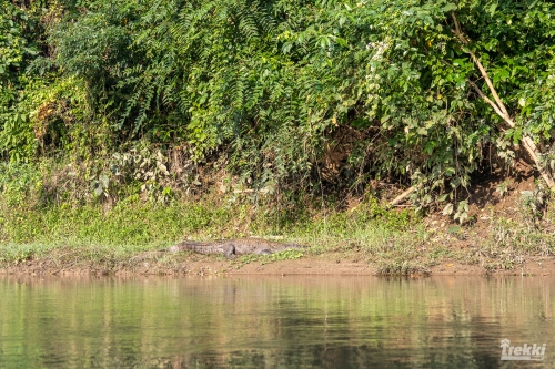 . Сафари в парк Читван с Trekki.travel