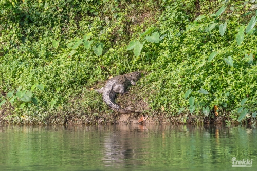 . Сафари в парк Читван с Trekki.travel