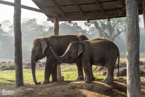 . Сафари в парк Читван с Trekki.travel