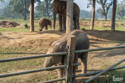 . Сафари в парк Читван с Trekki.travel