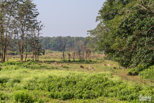 . Сафари в парк Читван с Trekki.travel