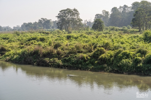 . Сафари в парк Читван с Trekki.travel