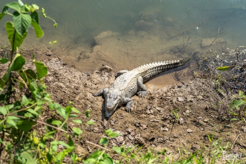 . Сафари в парк Читван с Trekki.travel