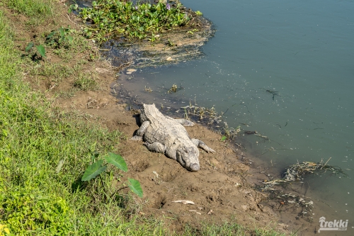 . Сафари в парк Читван с Trekki.travel