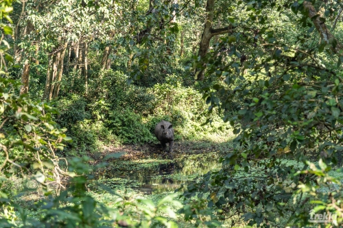 . Сафари в парк Читван с Trekki.travel