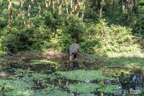 . Сафари в парк Читван с Trekki.travel