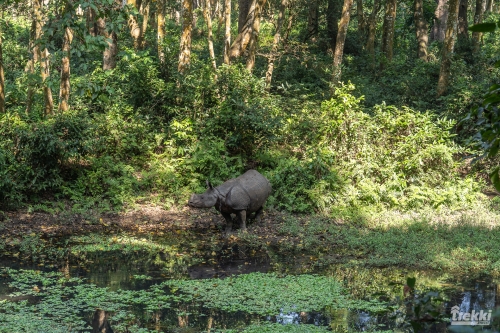 . Сафари в парк Читван с Trekki.travel