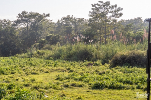 . Сафари в парк Читван с Trekki.travel