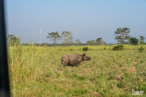 . Сафари в парк Читван с Trekki.travel