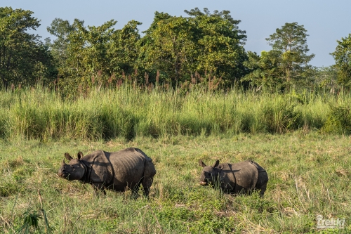 . Сафари в парк Читван с Trekki.travel