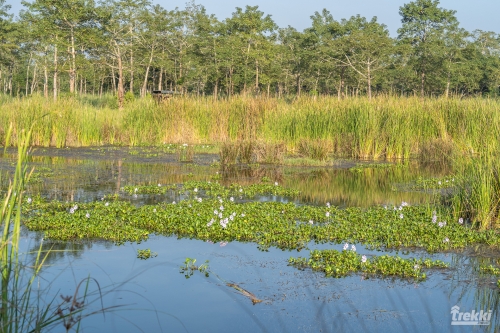 . Сафари в парк Читван с Trekki.travel