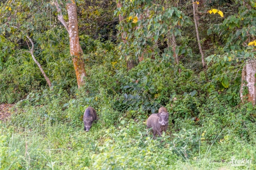 . Сафари в парк Читван с Trekki.travel