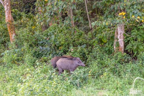 . Сафари в парк Читван с Trekki.travel