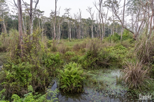 . Сафари в парк Читван с Trekki.travel