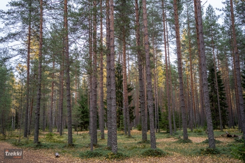 Ленобласть. Поход выходного дня в Петяярви с Trekki.travel